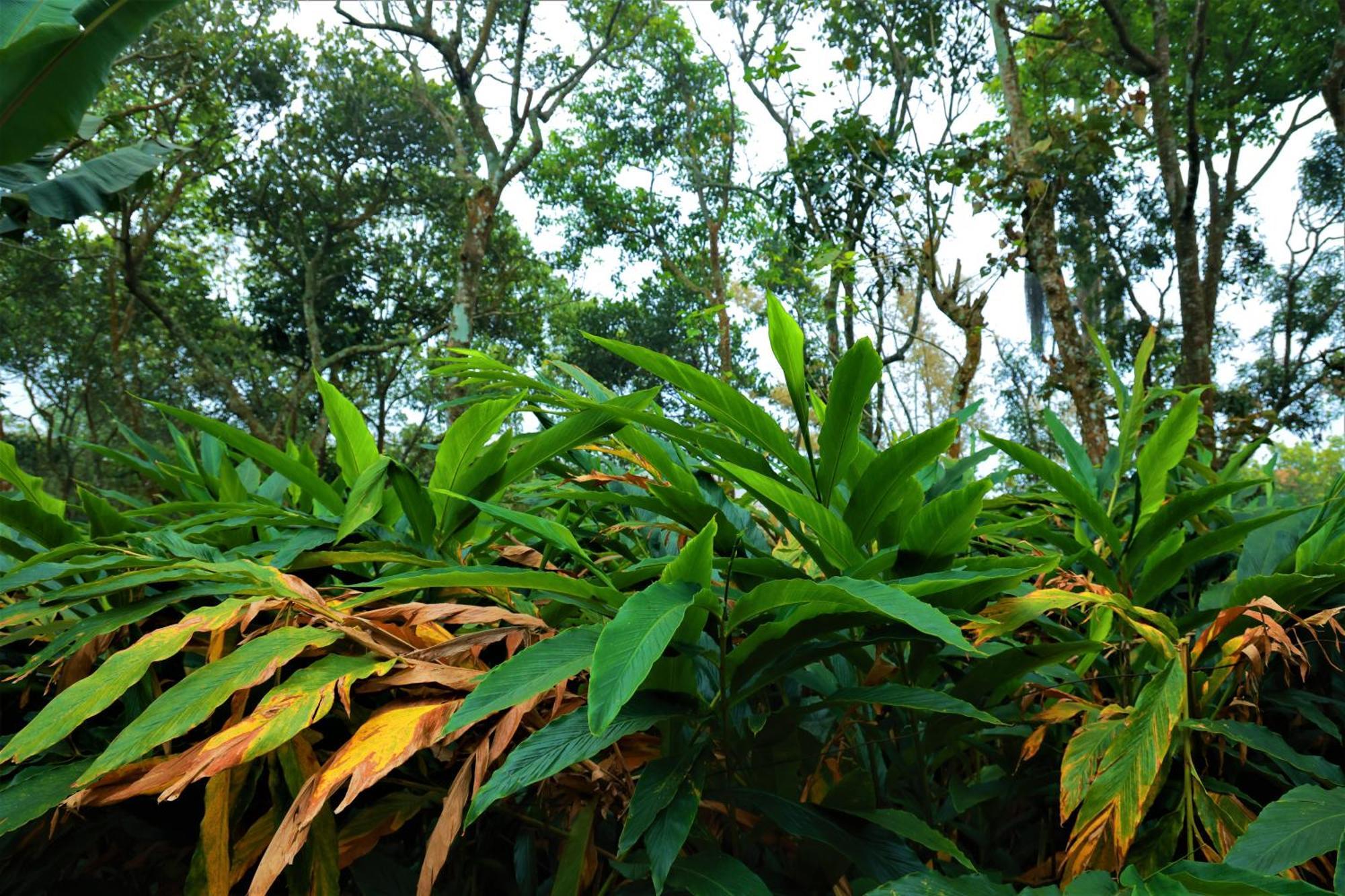 Peakaavu Cottages อีดุกกี ภายนอก รูปภาพ